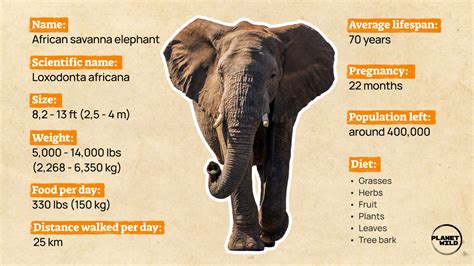 大象頭|象生活 Facts about Elephants